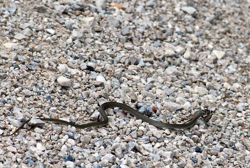 Rettile con preda da identificare